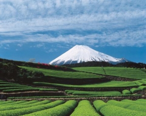 静岡県中部支部